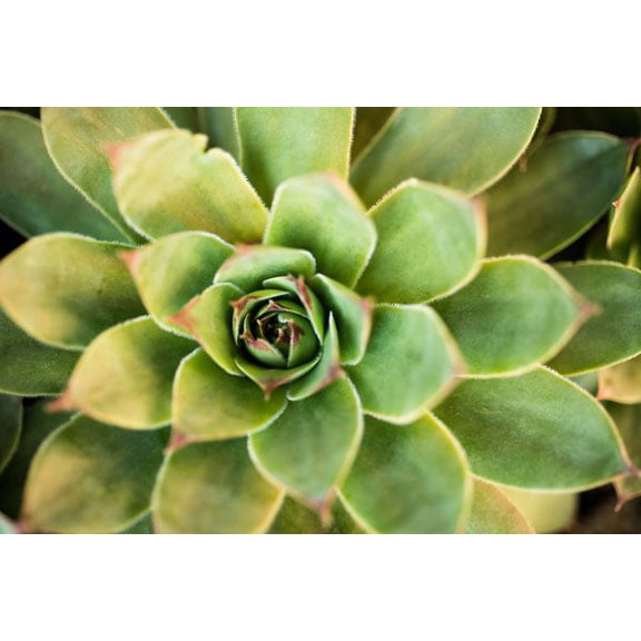 Gango Home Decor Sempervivum Rupicolum III by Erin Berzel (Printed on Paper); One 36x24in Fine Art Paper Giclee Print