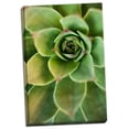 thumbnail image 1 of Gango Home Decor Sempervivum Rupicolum IV by Erin Berzel (Ready to Hang); One 24x36in Hand-Stretched Canvas, 1 of 4