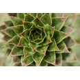 thumbnail image 1 of Gango Home Decor Sempervivum Succulent II by Erin Berzel (Printed on Paper); One 36x24in Fine Art Paper Giclee Print, 1 of 1