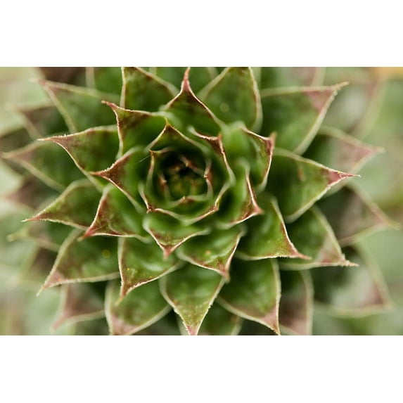 Gango Home Decor Sempervivum Succulent II by Erin Berzel (Printed on Paper); One 36x24in Fine Art Paper Giclee Print