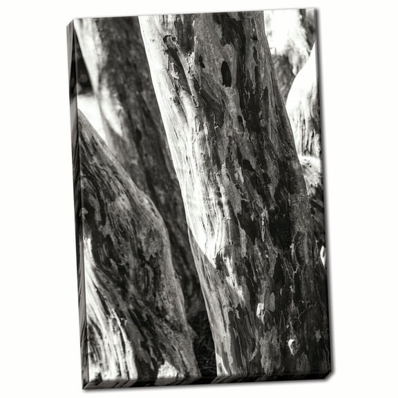 Gango Home Decor Shedded Bark II by Alan Hausenflock (Ready to Hang); One 24x36in Hand-Stretched Canvas