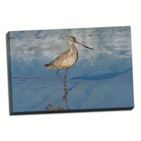 Gango Home Decor Shore Bird 1 by Lee Peterson (Ready to Hang); One 36x24in Hand-Stretched Canvas