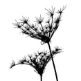 thumbnail image 1 of Gango Home Decor Silhouette dâ€™esprit II by Monika Burkhart (Printed on Paper); One 24x24in Fine Art Paper Giclee Print, 1 of 4