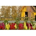 thumbnail image 1 of Gango Home Decor Snapdragons Barn II by Dana Styber (Printed on Paper); One 36x24in Fine Art Paper Giclee Print, 1 of 4