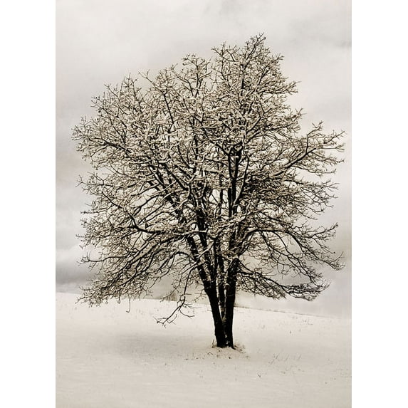 Gango Home Decor Snow White Tree by Vitaly Geyman (Printed on Paper); One 18x24in Fine Art Paper Giclee Print