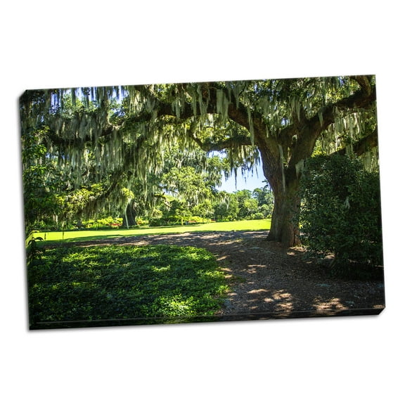 Gango Home Decor Spanish Moss II by Alan Hausenflock (Ready to Hang); One 36x24in Hand-Stretched Canvas