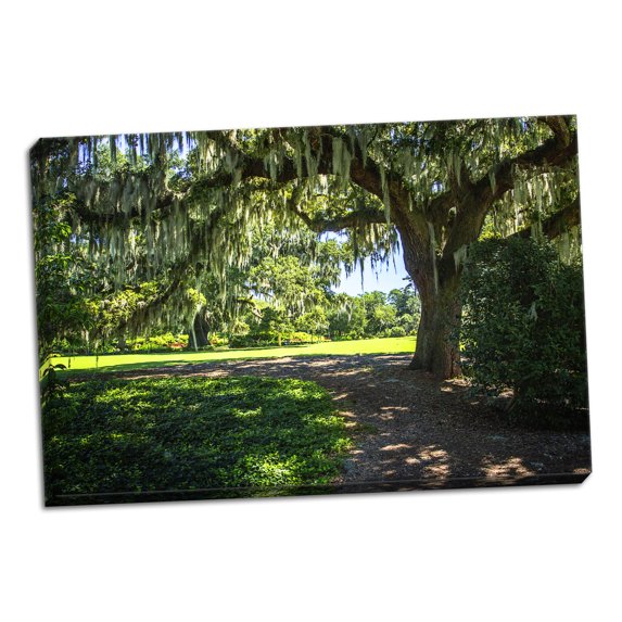 Gango Home Decor Spanish Moss II by Alan Hausenflock (Ready to Hang); One 36x24in Hand-Stretched Canvas