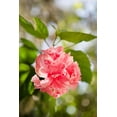 thumbnail image 1 of Gango Home Decor Spring Bloom II by Karyn Millet (Printed on Paper); One 24x36in Fine Art Paper Giclee Print, 1 of 4
