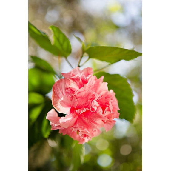 Gango Home Decor Spring Bloom II by Karyn Millet (Printed on Paper); One 24x36in Fine Art Paper Giclee Print
