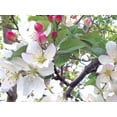 thumbnail image 1 of Gango Home Decor Spring Delight II by Monika Burkhart (Printed on Paper); One 24x18in Fine Art Paper Giclee Print, 1 of 4