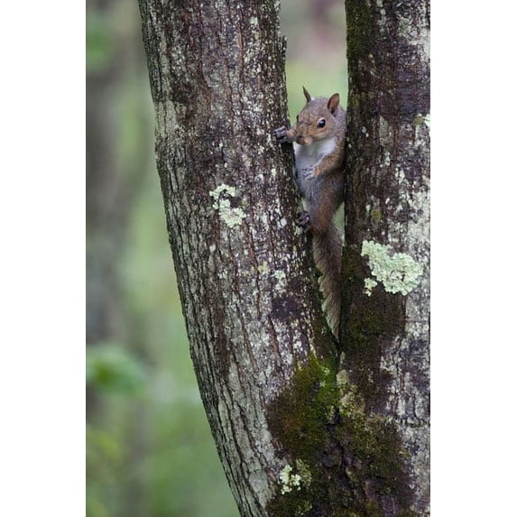 Gango Home Decor Squirreling Around by Susann Parker (Printed on Paper); One 24x36in Fine Art Paper Giclee Print