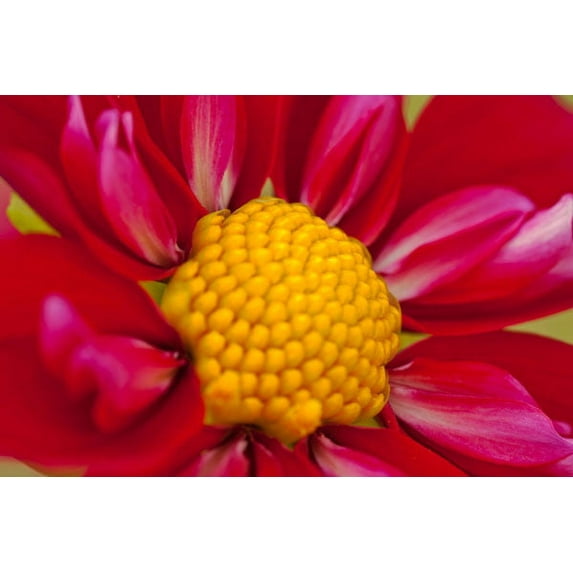 Gango Home Decor Starburst II by Dana Styber (Printed on Paper); One 36x24in Fine Art Paper Giclee Print