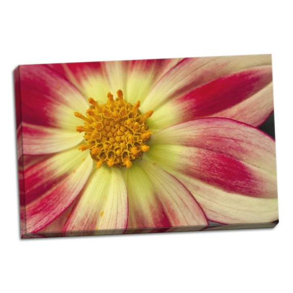Gango Home Decor Starburst III by Dana Styber (Ready to Hang); One 36x24in Hand-Stretched Canvas