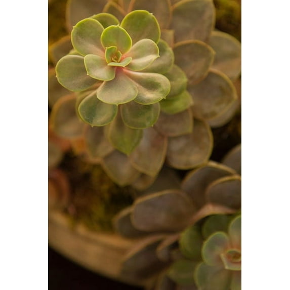 Gango Home Decor Succulent II by Karyn Millet (Printed on Paper); One 24x36in Fine Art Paper Giclee Print