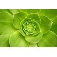 thumbnail image 1 of Gango Home Decor Succulent II by Karyn Millet (Printed on Paper); One 36x24in Fine Art Paper Giclee Print, 1 of 4