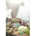 thumbnail image 1 of Gango Home Decor Succulents by Karyn Millet (Printed on Paper); One 24x36in Fine Art Paper Giclee Print, 1 of 4