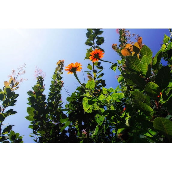Gango Home Decor Summer Garden I by Alan Hausenflock (Printed on Paper); One 36x24in Fine Art Paper Giclee Print