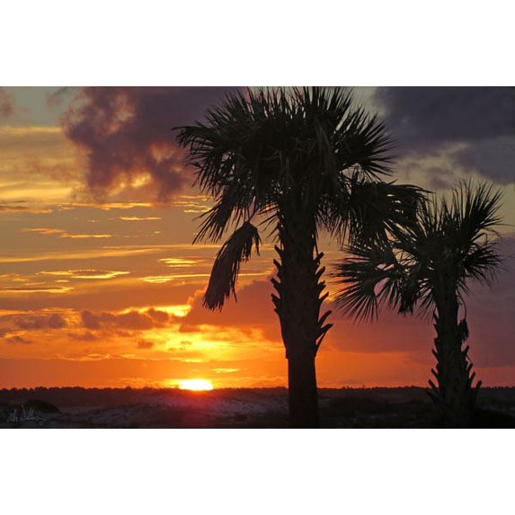 Gango Home Decor Sunset Palms II by Alex Williams (Printed on Paper); One 36x24in Fine Art Paper Giclee Print