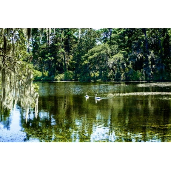 Gango Home Decor Swans II by Alan Hausenflock (Printed on Paper); One 36x24in Fine Art Paper Giclee Print