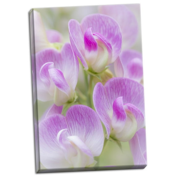 Gango Home Decor Sweet Pea Blossoms II by Kathy Mahan (Ready to Hang); One 24x36in Hand-Stretched Canvas