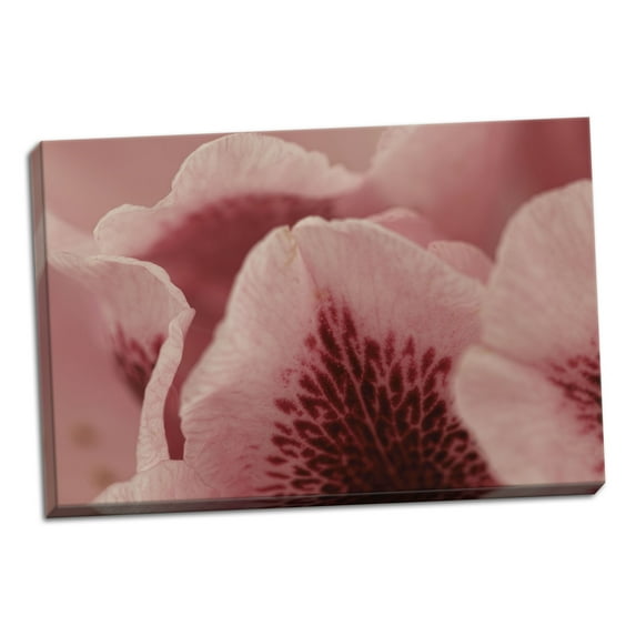 Gango Home Decor Tender Petals I by Rita Crane (Ready to Hang); One 36x24in Hand-Stretched Canvas