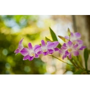 Gango Home Decor Thai Orchids by Erin Berzel (Printed on Paper); One 36x24in Fine Art Paper Giclee Print