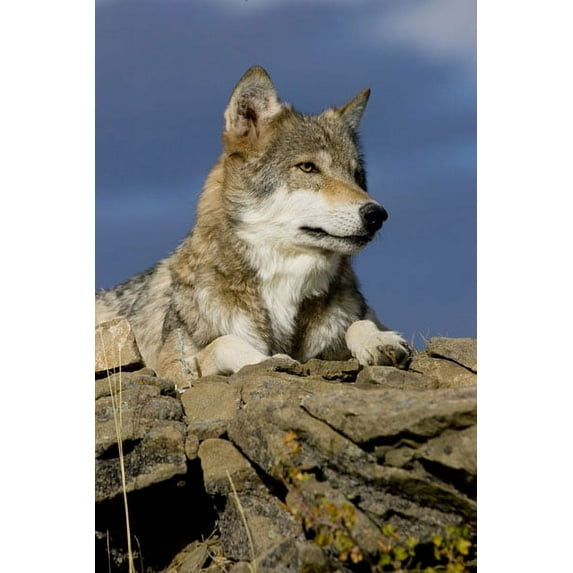 Gango Home Decor The Wolf King by Susann Parker (Printed on Paper); One 24x36in Fine Art Paper Giclee Print