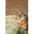 thumbnail image 1 of Gango Home Decor Tiger I by Karyn Millet (Printed on Paper); One 24x36in Fine Art Paper Giclee Print, 1 of 4