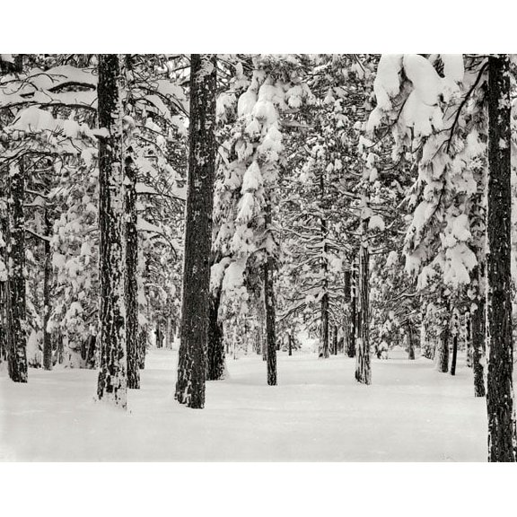 Gango Home Decor Tree 2 by Lee Peterson (Printed on Paper); One 28x22in Fine Art Paper Giclee Print
