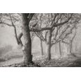 thumbnail image 1 of Gango Home Decor Tree in the Mist B&W by Vitaly Geyman (Printed on Paper); One 36x24in Fine Art Paper Giclee Print, 1 of 4
