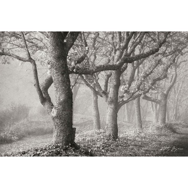 Gango Home Decor Tree in the Mist B&W by Vitaly Geyman (Printed on Paper); One 36x24in Fine Art Paper Giclee Print