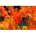 thumbnail image 1 of Gango Home Decor Tulip Field I by Alan Hausenflock (Printed on Paper); One 36x24in Fine Art Paper Giclee Print, 1 of 4