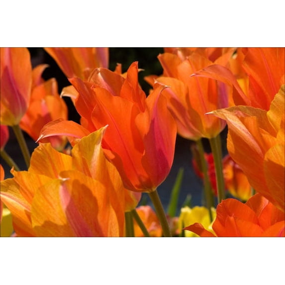 Gango Home Decor Tulip Field I by Alan Hausenflock (Printed on Paper); One 36x24in Fine Art Paper Giclee Print