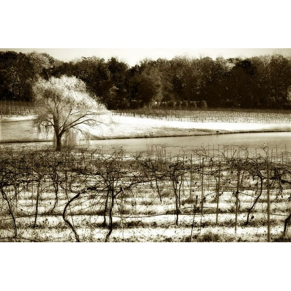Gango Home Decor Vineyard II by Alan Hausenflock (Printed on Paper); One 36x24in Fine Art Paper Giclee Print