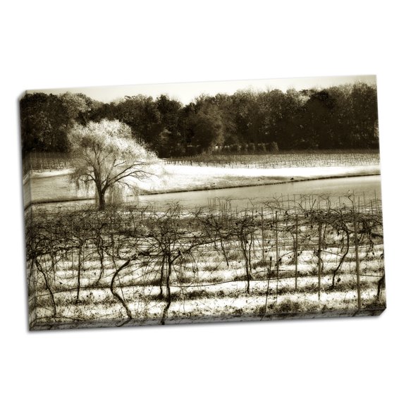 Gango Home Decor Vineyard II by Alan Hausenflock (Ready to Hang); One 36x24in Hand-Stretched Canvas