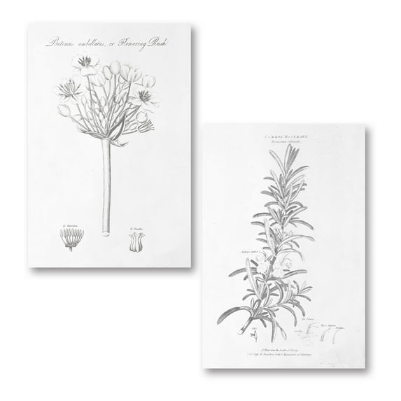 Gango Home Decor Vintage Botany Book VI & VII by Wild Apple Portfolio (Printed on Paper); Two 16x24in Fine Art Paper Giclee Prints