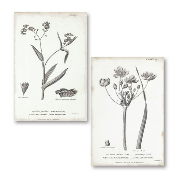 Gango Home Decor Vintage Conversations on Botany I & II by Wild Apple Portfolio (Printed on Paper); Two 12x18in Unframed Paper Posters