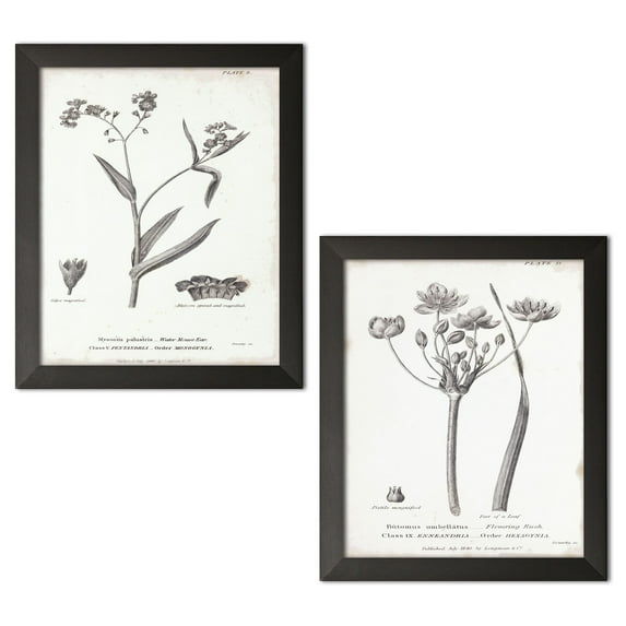 Gango Home Decor Vintage Conversations on Botany I & II by Wild Apple Portfolio (Ready to Hang); Two 12x18in Black Framed Prints