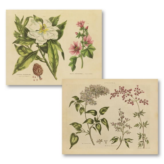 Gango Home Decor Vintage Herbal Botanical I & Herbal Botanical II by Wild Apple Portfolio (Printed on Paper); Two 16x12in Unframed Paper Posters