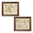 thumbnail image 1 of Gango Home Decor Vintage Herbal Botanical VII & Herbal Botanical VIII by Wild Apple Portfolio (Ready to Hang); Two 14x11in Gold Trim Framed Prints, 1 of 5
