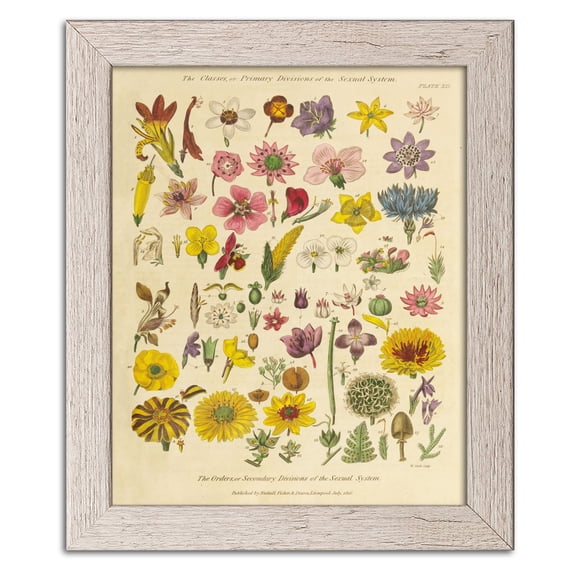 Gango Home Decor Vintage Herbal Botanical XI by Wild Apple Portfolio (Ready to Hang); One 12x16in Distressed Framed Print