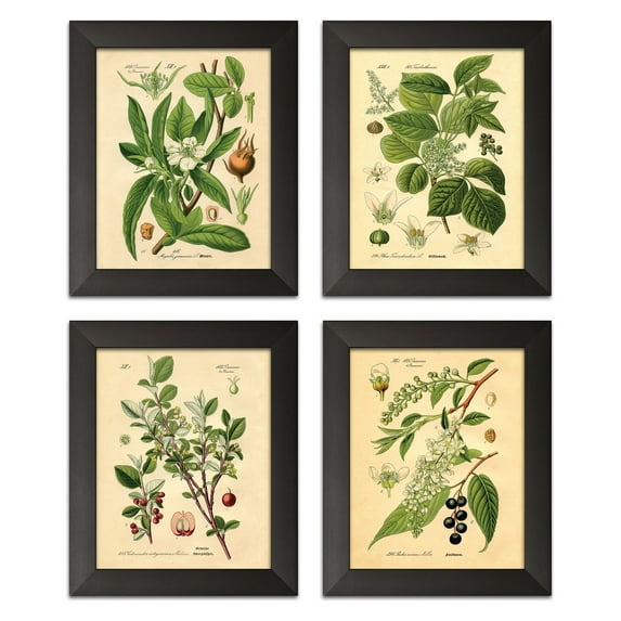 Gango Home Decor Vintage Plant Botanical Wall Art; Four Green 8x10in Art Prints in Black Frames
