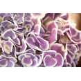 thumbnail image 1 of Gango Home Decor Violet Hydrangea by Karyn Millet (Printed on Paper); One 36x24in Fine Art Paper Giclee Print, 1 of 4
