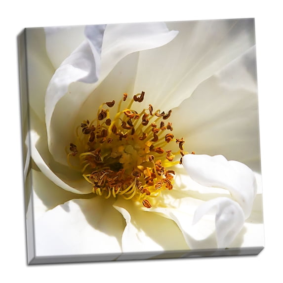 Gango Home Decor Whipped Cream Rose by Alan Hausenflock (Ready to Hang); One 24x24in Hand-Stretched Canvas
