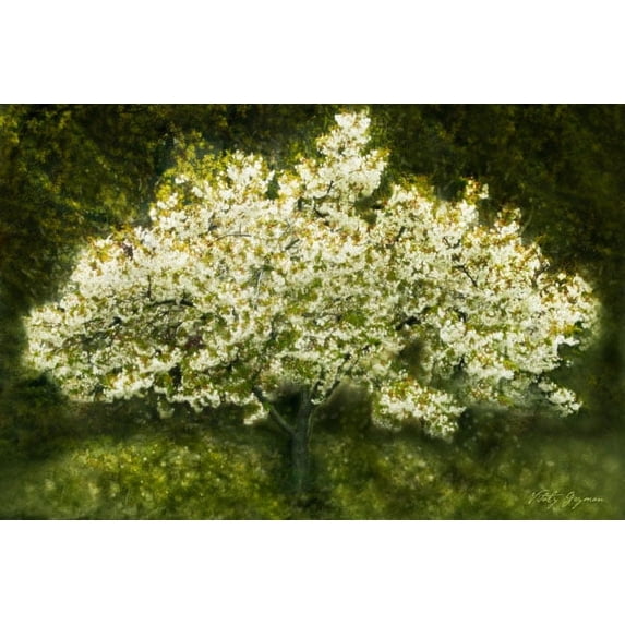 Gango Home Decor White Cherry Tree II by Vitaly Geyman (Printed on Paper); One 36x24in Fine Art Paper Giclee Print