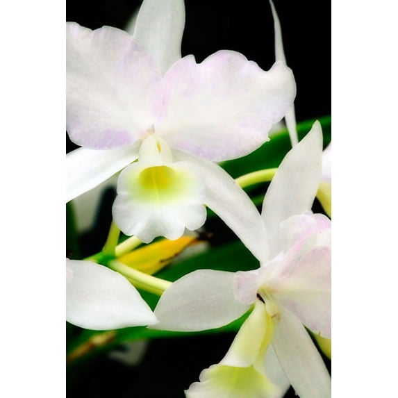 Gango Home Decor White Lady II by Alan Hausenflock (Printed on Paper); One 24x36in Fine Art Paper Giclee Print