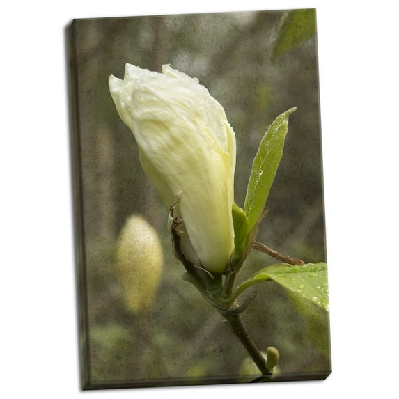 Gango Home Decor White Tulip Tree I by George Johnson (Ready to Hang); One 24x36in Hand-Stretched Canvas