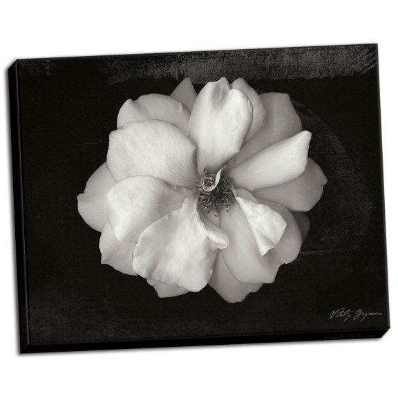 Gango Home Decor Wild Rose by Vitaly Geyman (Ready to Hang); One 28x22in Hand-Stretched Canvas