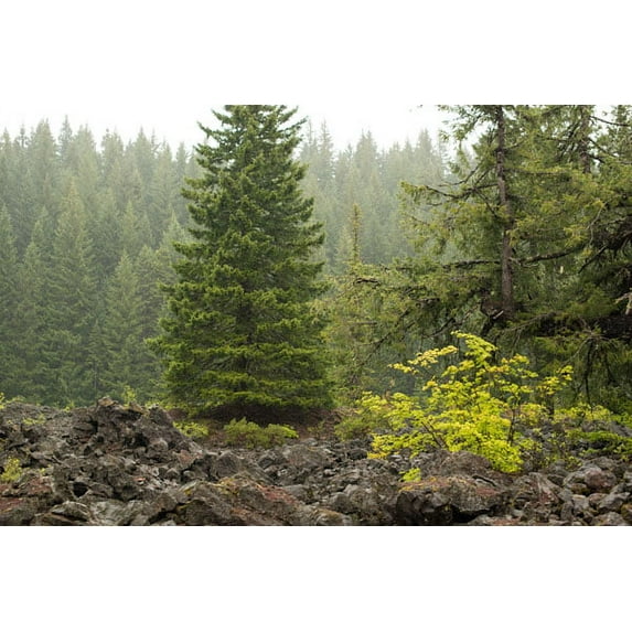 Gango Home Decor Willamette Nat'l Forest V by Erin Berzel (Printed on Paper); One 36x24in Fine Art Paper Giclee Print