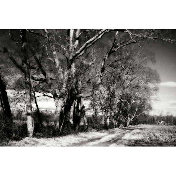 Gango Home Decor Winter Fields I by Alan Hausenflock (Printed on Paper); One 36x24in Fine Art Paper Giclee Print